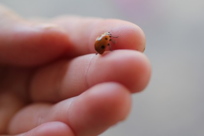 the ladybug was moving too fast for me to focus the camera!